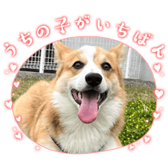 ロイくんᐡ.  ̫.ᐡฅ