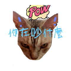 霸道喵。咪咪