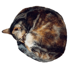 那些動物寶貝們