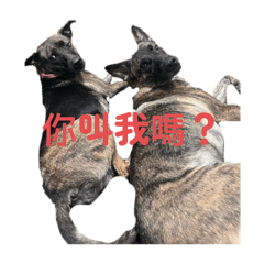 我的寵物們日常