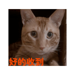 小咪Diamond日常