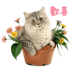 歡喜寶