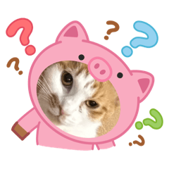 檸檬貓咪綜合體