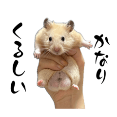 nekosan_20250722220903