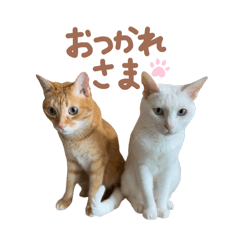 maple_20250722224133