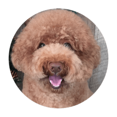 toy poodle Henry