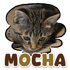 Bengal Cat Mocha Sticker