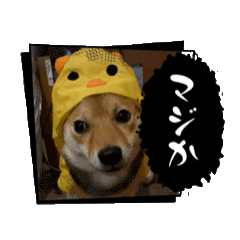 honoka_20250723233645