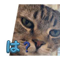 momoko_20250723144733