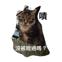 店裏貓寶寶