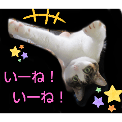 PEKOsama