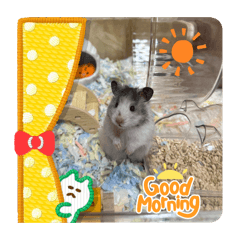 麻麻的日常用語