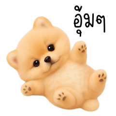 Cute Chubby Little Pomeranian