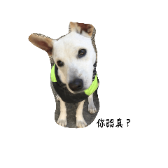 茱莉的貼圖2