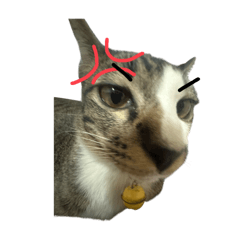 catdogpig