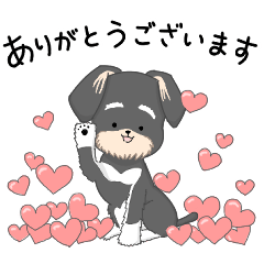 My color シュナウザー　ブラックシルバー