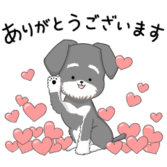 My color schnauzer salt and pepper