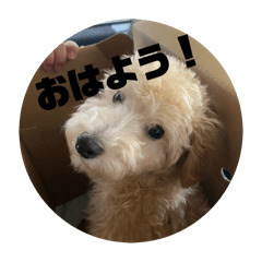 mochi_20250723213651