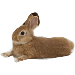rabbit rabbit.