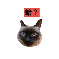 Siamese cat from taiwan -3