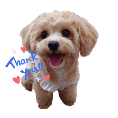 momo_LINEstamp