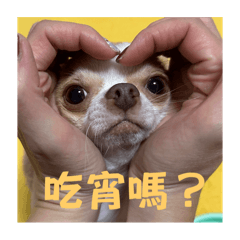 阿法世代吉娃娃