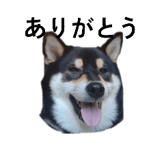 柴犬　黒柴　毎日デカ文字　可愛いフェル9