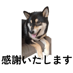 柴犬　黒柴毎日デカ文字　可愛い　フェル8