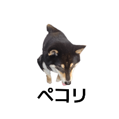 黒柴　柴犬フェル　毎日デカ文字　可愛い10