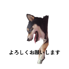 柴犬　黒柴毎日デカ文字　可愛いフェル11