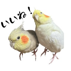 Daice_20250723232845