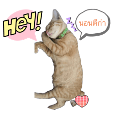 Plammy_20250724