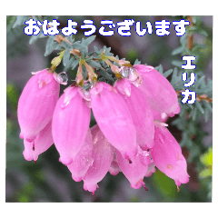 夏の山野草で、日々のご挨拶を