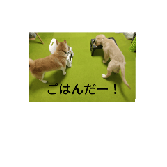 koto_20250722180922