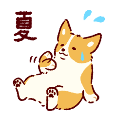 夏もコーギーが可愛い