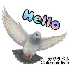 世界の鳩2
