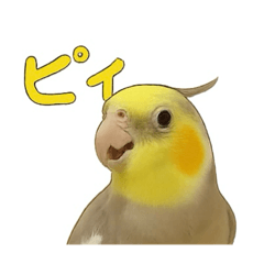 かおりん家のシナモン