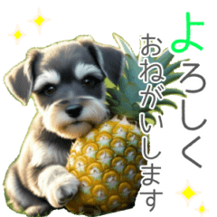 Puppy of Schnauzer in summer