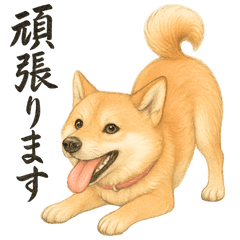 Shibakashis Daily Stickers