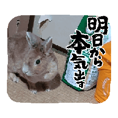 hal_20250724225022