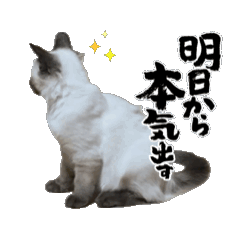 Tiger_20250725081354
