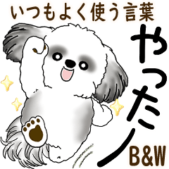 B&Wシーズー犬  「飛び出す」よく使う言葉
