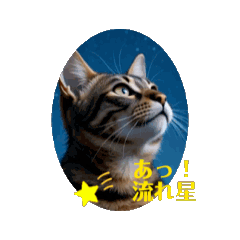 Moving kitty 16