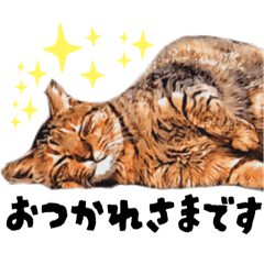 Tabby cat kototan