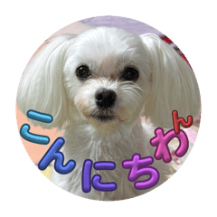 momo_20250724170045