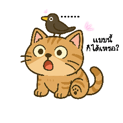 เสือน้อย แมวหน้าเดียว (Little Tiger)