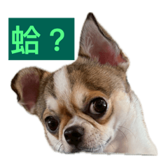 旺旺吉娃娃