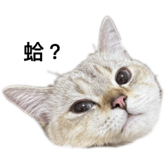 其實我家貓會說話