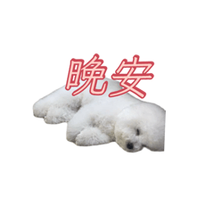 呆萌&蕃薯餅
