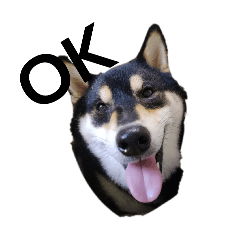 黒柴犬　柴犬　デカ文字　フェル　可愛12